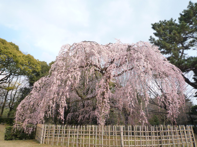 ファイル 28-1.jpg