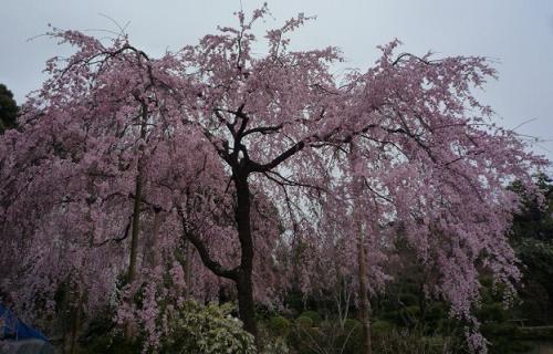 ファイル 79-1.jpg
